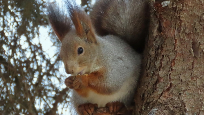 У белок в Марий Эл плохая память