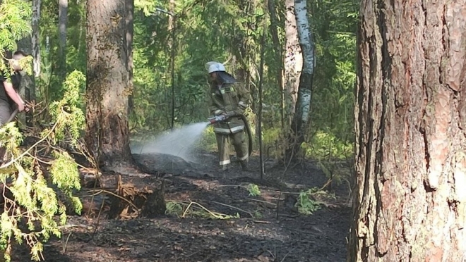 Риск возгорания лесов в Марий Эл вырос до 5 класса