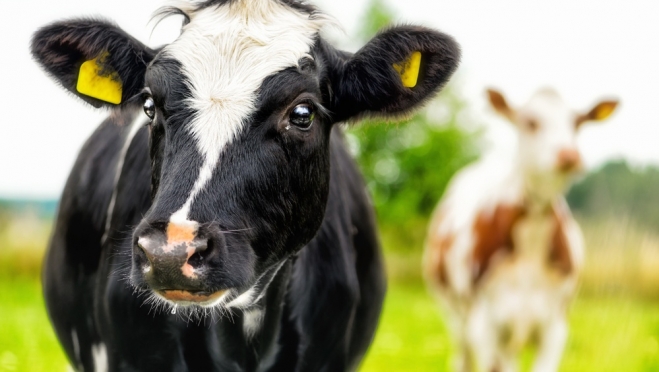 В Марий Эл пытались незаконно провести крупный рогатый скот и пчёл