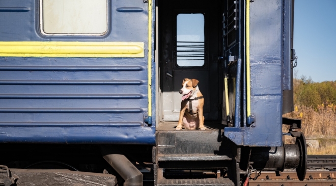В поезде Москва-Йошкар-Ола домашние животные могут ездить без хозяев