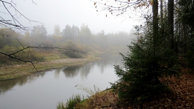 В Марий Эл больше половины территории занимают леса