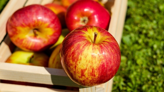 В Марий Эл на прилавках магазинов вновь появятся яблоки из Белоруссии