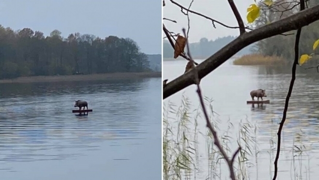 По рекам Марий Эл сплавляются животные