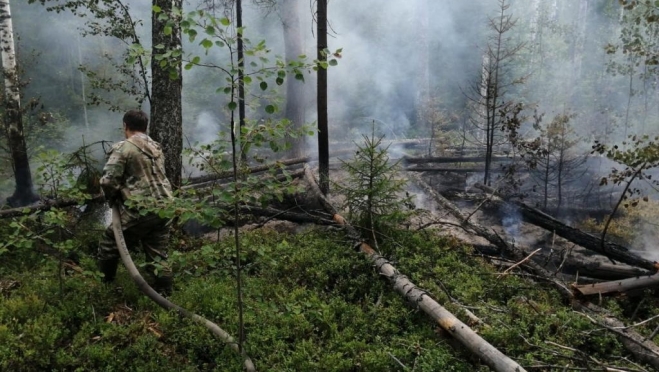 В лесах Марий Эл с начала сезона произошло 67 пожаров