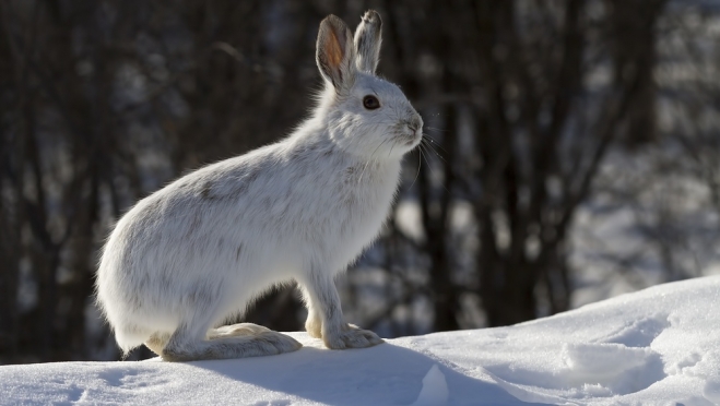 В Марий Эл обитает более 12 тысяч зайцев