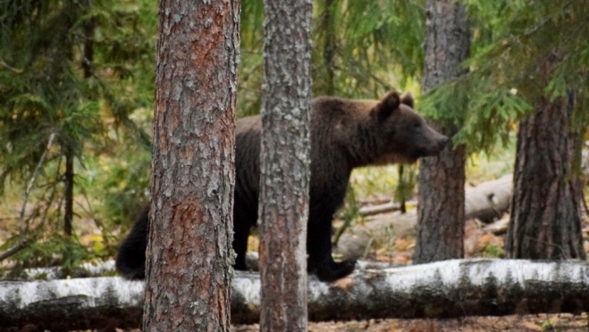 Медведь набросился на жителя ПФО