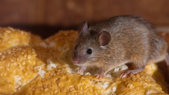 В Марий Эл в этом году наблюдается подъём заболеваемости «мышиной лихорадкой»