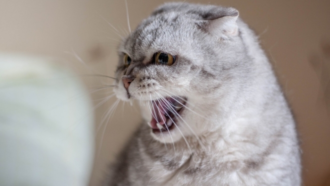 В 2020 году в Марий Эл не зарегистрировано ни одного случая бешенства