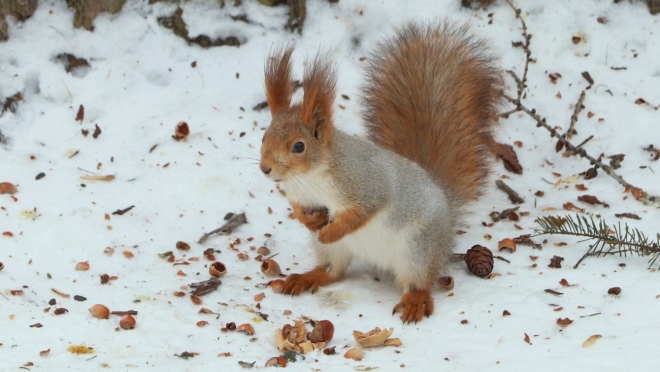 В парке культуры и отдыха в Йошкар-Оле рассказали, чем нельзя кормить белок