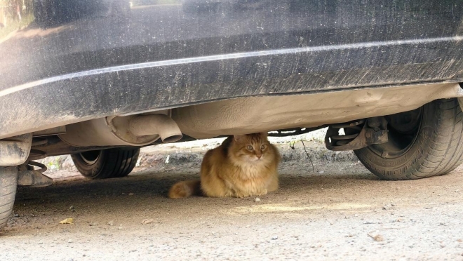 Ветеринары Марий Эл предупредили водителей о неожиданных гостях