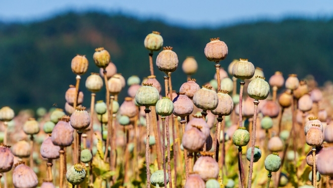 В Морках сотрудники Росгвардии задержали мужчину с запрещённым веществом
