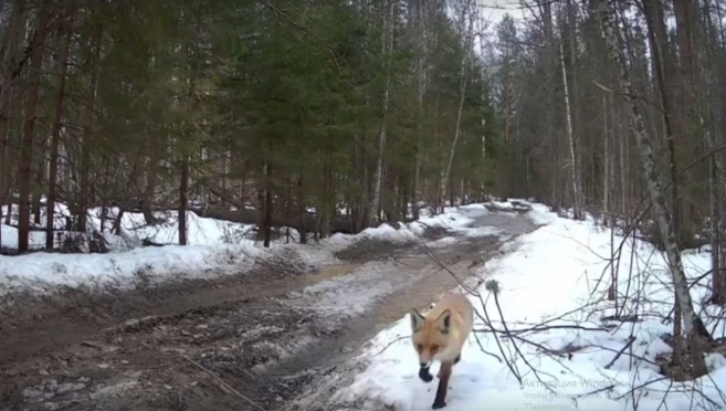 Фотоловушки заповедника Марий Эл запечатлели лисиц