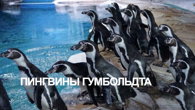 Жители Марий Эл в зоопарке Нижнего Новгорода могут увидеть пингвинов  Гумбольдта