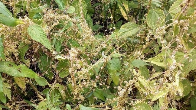 На территории Руэмского сельского поселения объявлен карантин