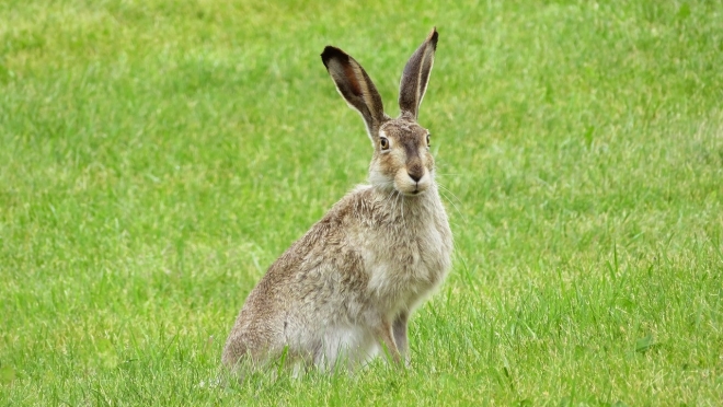 В Марий Эл изменились сроки охоты на зайца-беляка