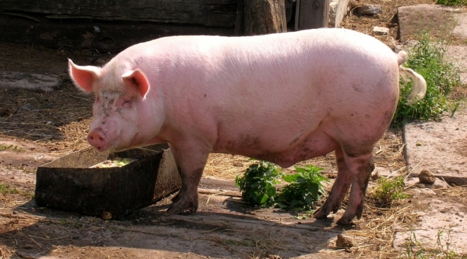 Африканская чума свиней пришла в Медведевский район