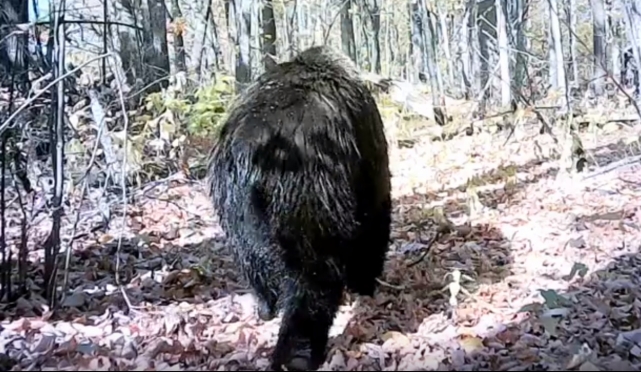 В фотоловушку заповедника «Большая Кокшага» попал медведь