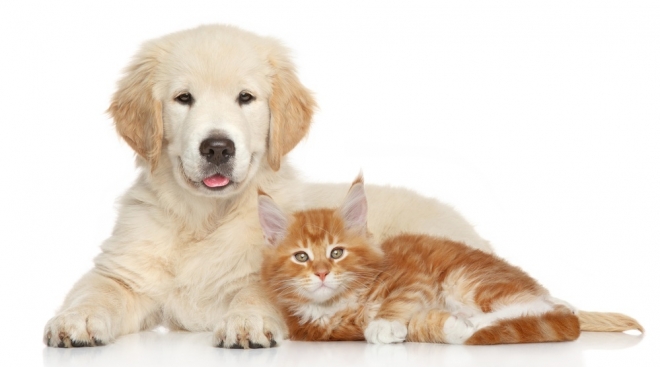В Марий Эл все домашние кошки и собаки подлежат обязательной регистрации