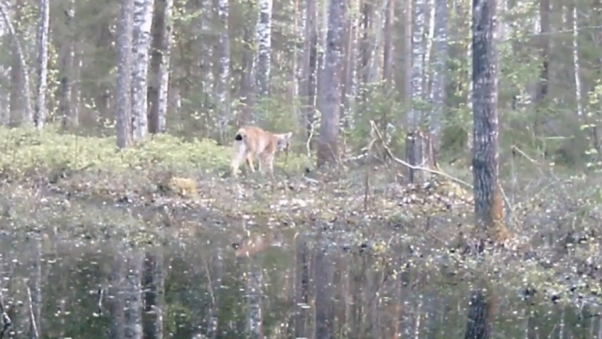 Не выносят лисиц и боятся волков: в Марий Эл в фотоловушку попалась рысь