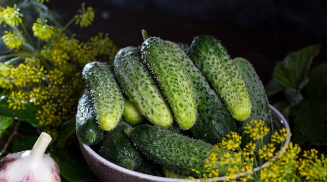 Почему подорожали огурцы