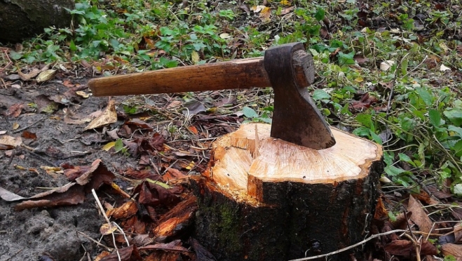 В Марий Эл черные лесорубы нарубили деревьев на 14 миллионов