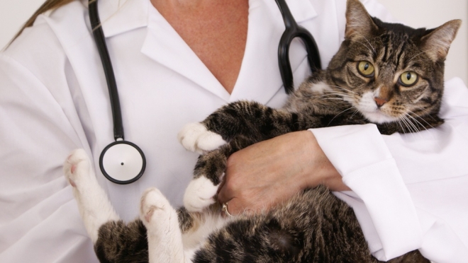 Кот примерз к подоконнику из-за сильного мороза