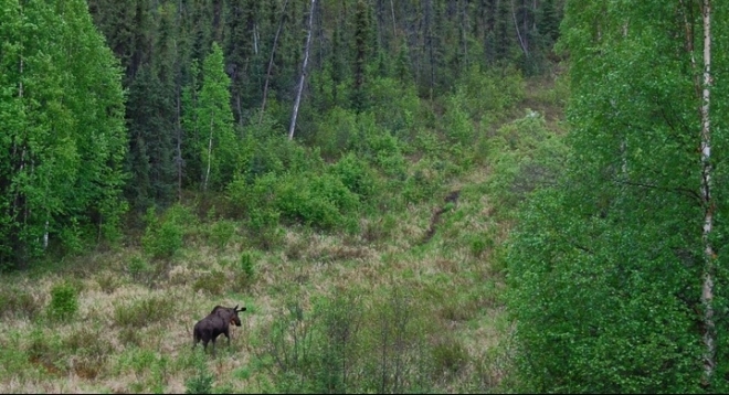 Прогулка по лесу