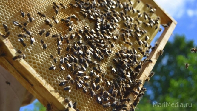 Массовая гибель пчёл