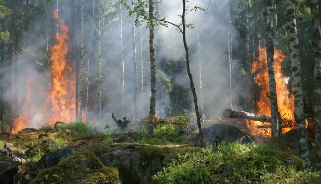 В мае жителям Марий Эл грозят лесные пожары