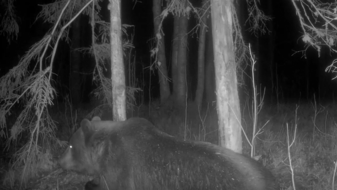 В Марий Эл у медведей сейчас проходит брачный период