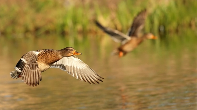 В Марий Эл в озере Кожласолинское обнаружены личинки гельминтов водоплавающих птиц