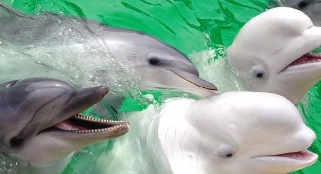 Московский дельфинарий в Йошкар-Оле