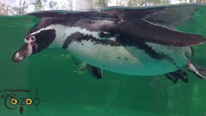 Администрация «Лимпопо» надеется на скорое пополнение в семействе пингвинов