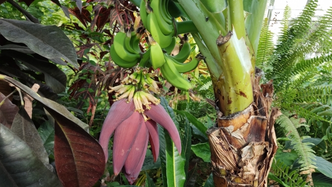 В Йошкар-Оле зацвёл карликовый банан