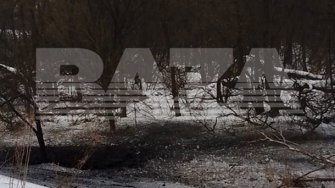 В Тульской области выясняют причины взрыва в лесополосе