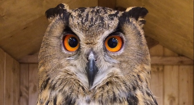 Трогательный зоопарк