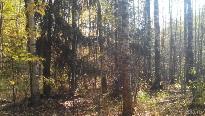 В Марий Эл сохраняется высокая пожароопасность лесов