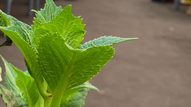 В оранжерее Йошкар-Олы готовятся к новому цветочному сезону