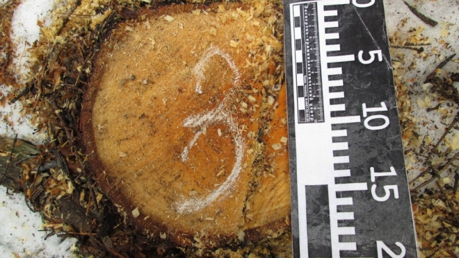 В Марий Эл народный избранник обвиняется по двум уголовным статьям