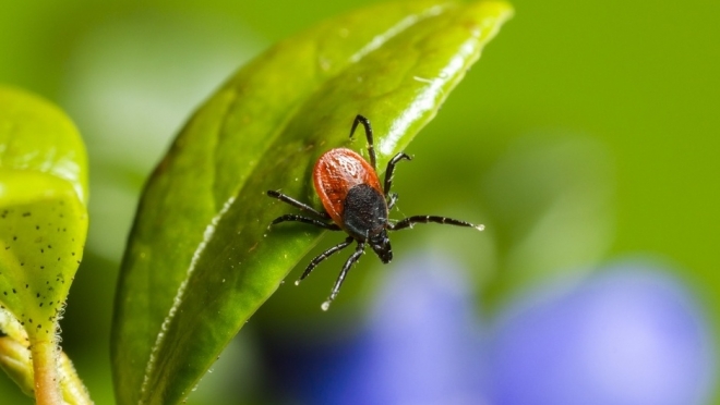 На «горячей линии» в Марий Эл разъясняют вопросы по клещам
