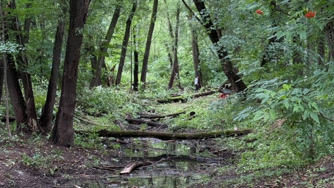 В Тархановском парке в Йошкар-Оле сегодня проведут субботник и праздник урожая