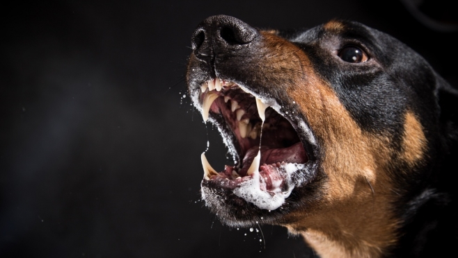 В мае зарегистрировано 64 случая бешенства среди животных