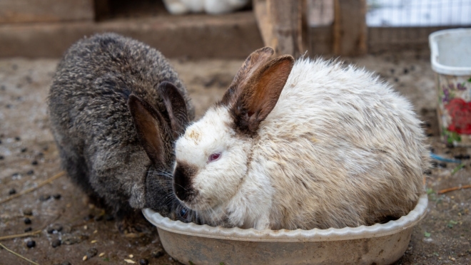 Минсельхоз разработал новые ветеринарные правила по содержанию кроликов