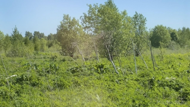 В Марий Эл заросли борщевика Сосновского могут привести к финансовым потерям для владельцев участков