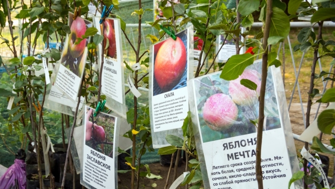 Как выбрать здоровый и качественный посадочный материал