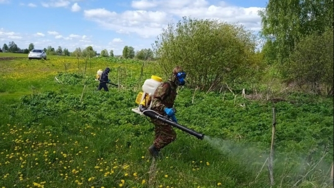 В Советском районе обработали от борщевика 1,4 га территории