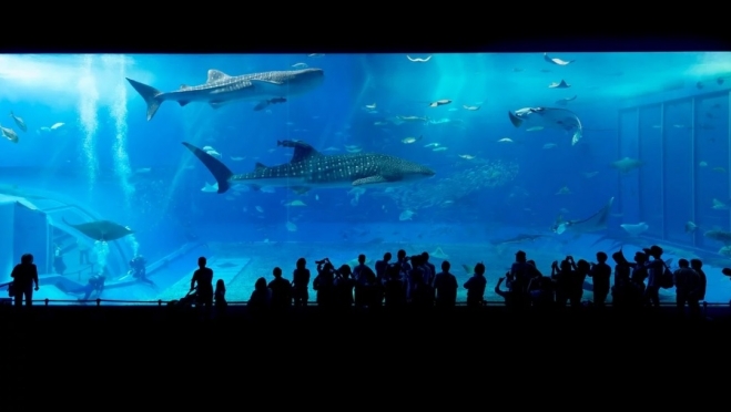 В Самару самолетом доставят акул, скатов, мурен, крокодилов