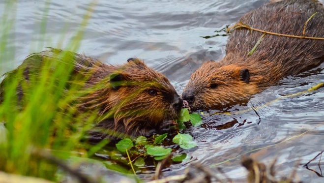 В заповеднике «Большая Кокшага» фотоловушка запечатлела будни бобров