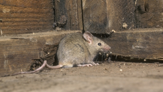 В июле диагноз ГЛПС подтвердился у шести жителей Марий Эл