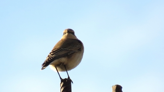 Перелётные птицы не спешат покидать Марий Эл